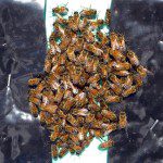 Behar-bees-toned-1170×787