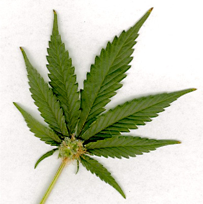 Illinois Pot Proposal Worries Wisconsin Authorities Illinois Pot Proposal Worries Wisconsin Authorities