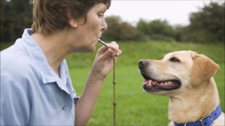 Terrible Democratic Strategy 101: Trying to Out-Dog Whistle Republicans