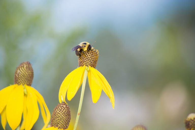 August 12: A Busy Bee