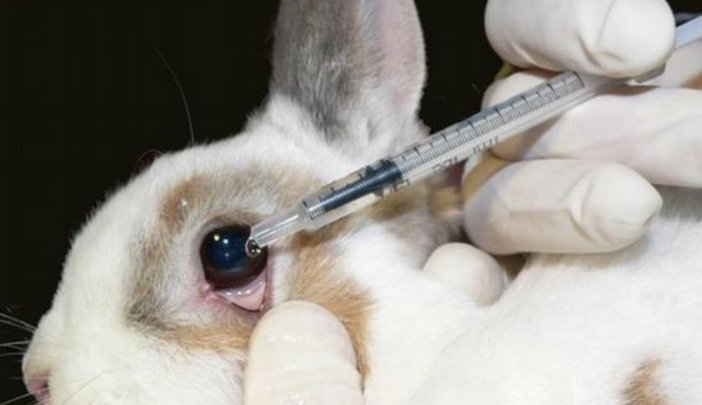 Not All-or-Nothing: Animal Testing Justified in Medical Research, Not  Cosmetics | Madison365