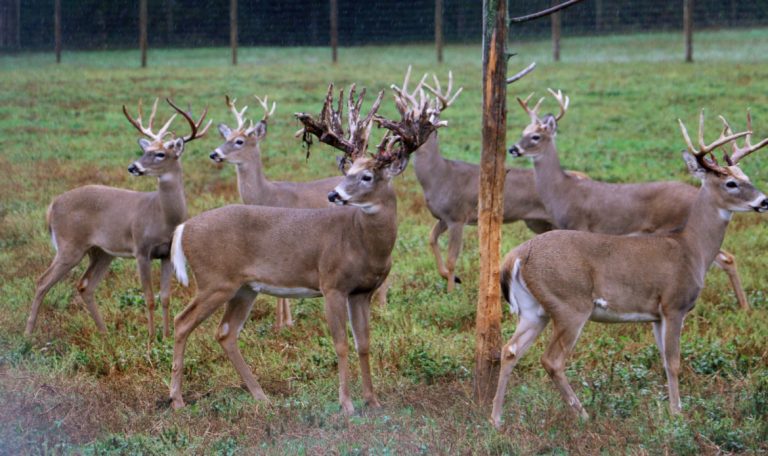CWD Spreads on Deer and Elk Farms as Wisconsin’s Control Efforts Stumble