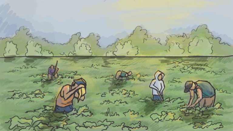 Fainting and freezing in the fields: Alleged labor trafficking victim tells of mistreatment in Wisconsin, Georgia