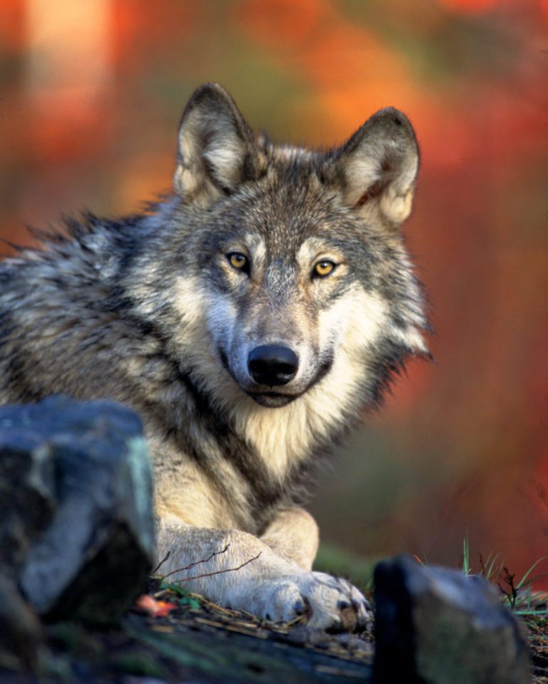 As Wolves Recover, Calls in Wisconsin to End Endangered Species Listing Grow 