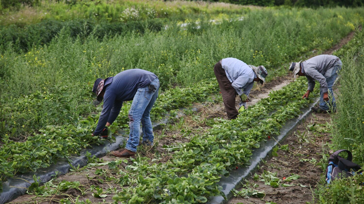 Migrant workers in Canada exposed to ‘shocking abuse and discrimination,’ Amnesty says