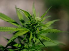 Justice Department reclassifies state-licensed medical marijuana as a less dangerous drug