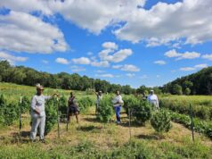 Urban Triage launches new hemp brand, Less Noise Wellness, powered by local agriculture, sustainability, and community ownership