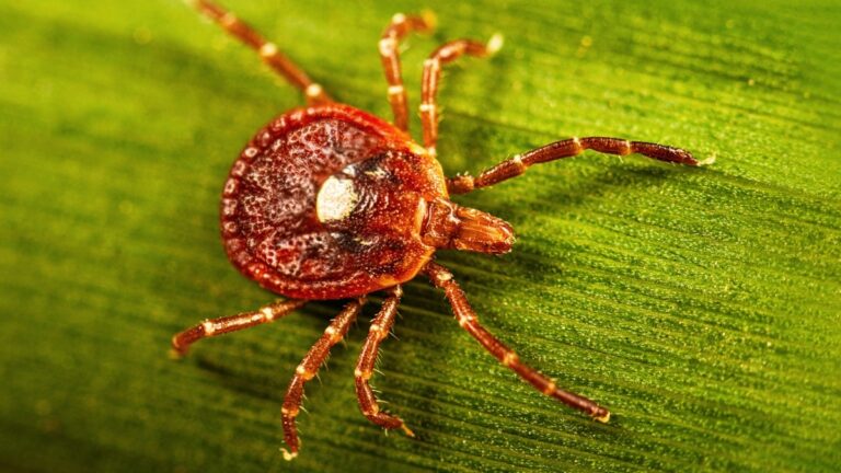 Aggressive Lone Star Tick closing in on Wisconsin