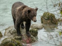 Washington tribes, conservation groups sue over Endangered Species Act rule change