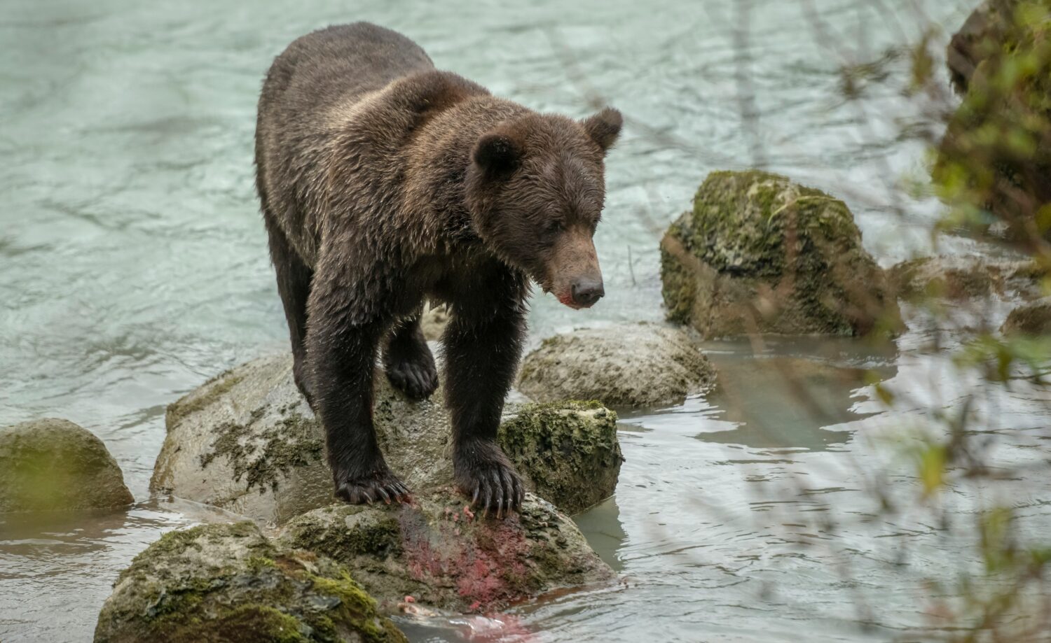 Washington tribes, conservation groups sue over Endangered Species Act rule change