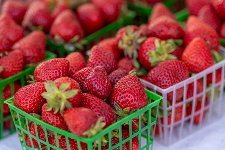 Americans could soon pay a lot more for strawberries