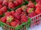 Americans could soon pay a lot more for strawberries