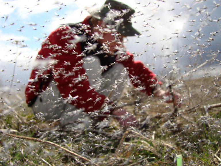 Meet the Midge: The harmless and beneficial insects that swarm near lakes